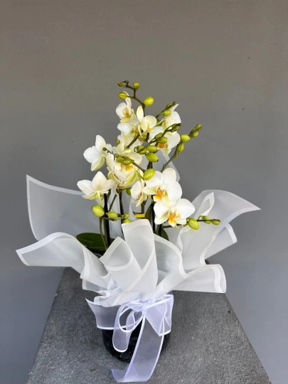 Petite Blanche Beyaz Mini Orkide