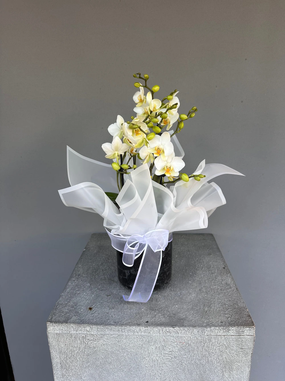 Petite Blanche Beyaz Mini Orkide