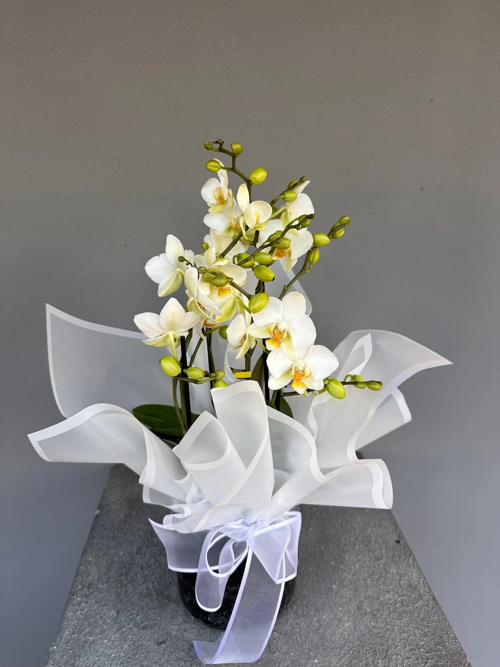 Petite Blanche Beyaz Mini Orkide