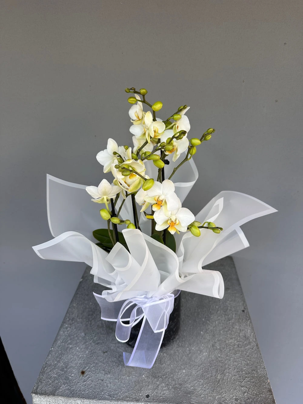 Petite Blanche Beyaz Mini Orkide