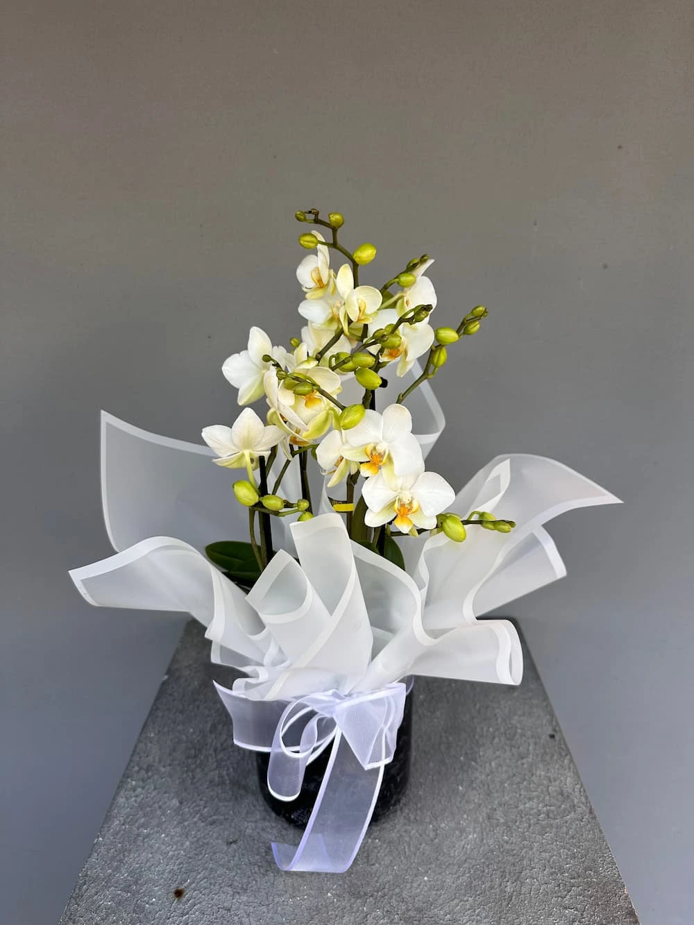 Petite Blanche Beyaz Mini Orkide