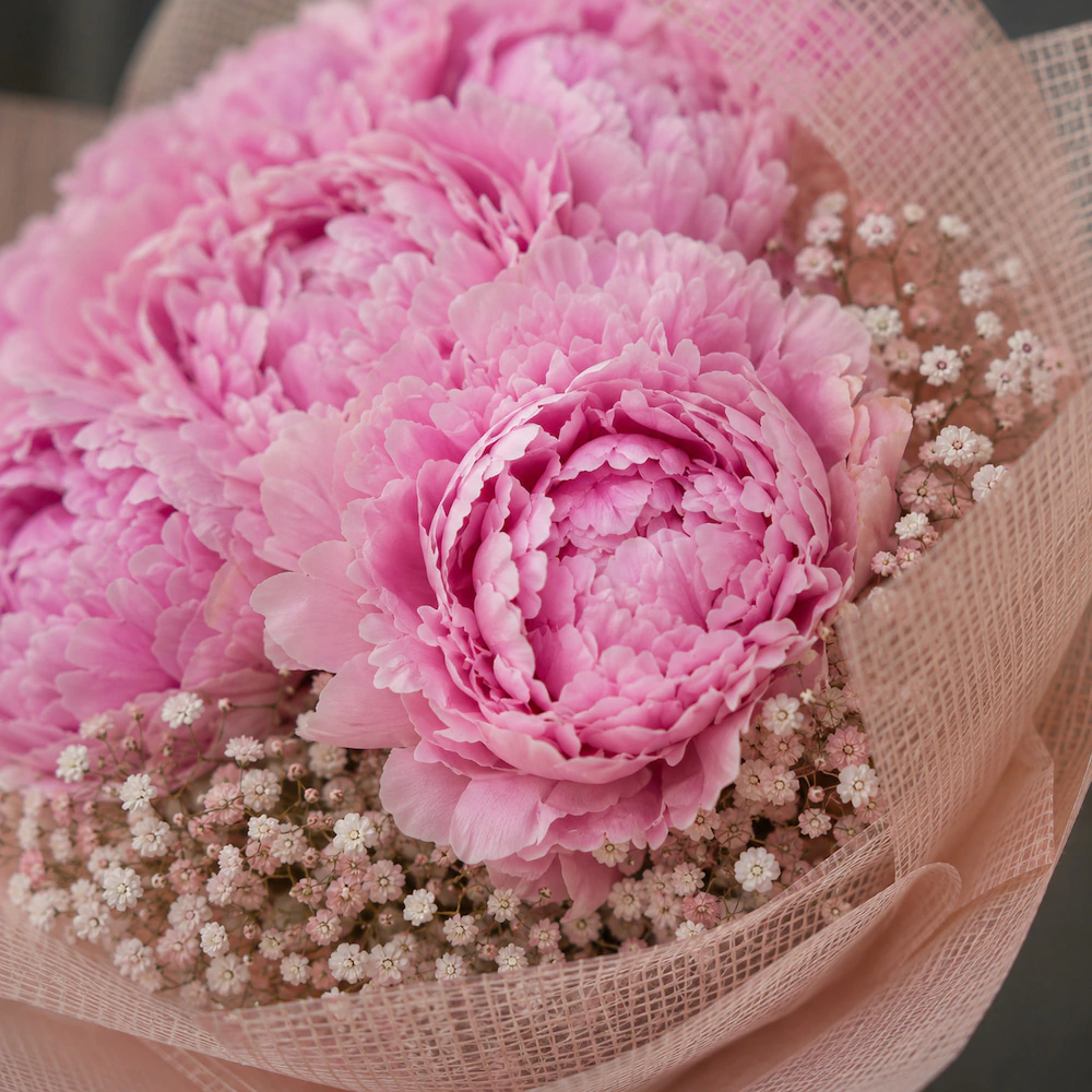 Pivoine Blush